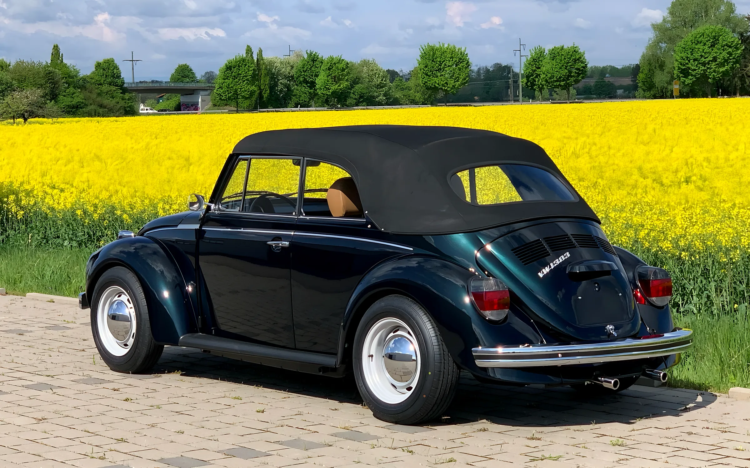 VW Käfer Cabriolet von hinten vor einem Rapsfeld